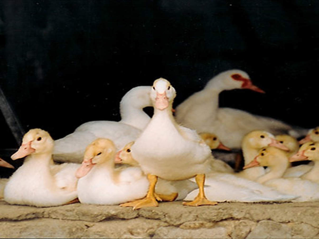 350 Enten c Ola Bielska WWF
