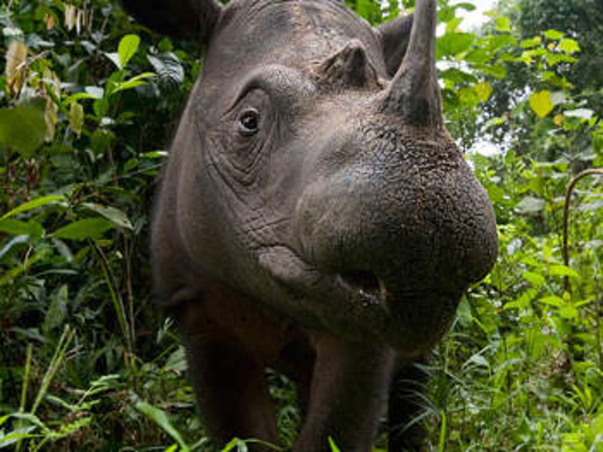 Sumatra-Nashorn. © naturepl.com, Mark Carwardine / WWF