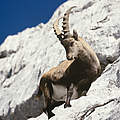 Alpensteinbock (Capra ibex) © Anton Vorauer / WWF