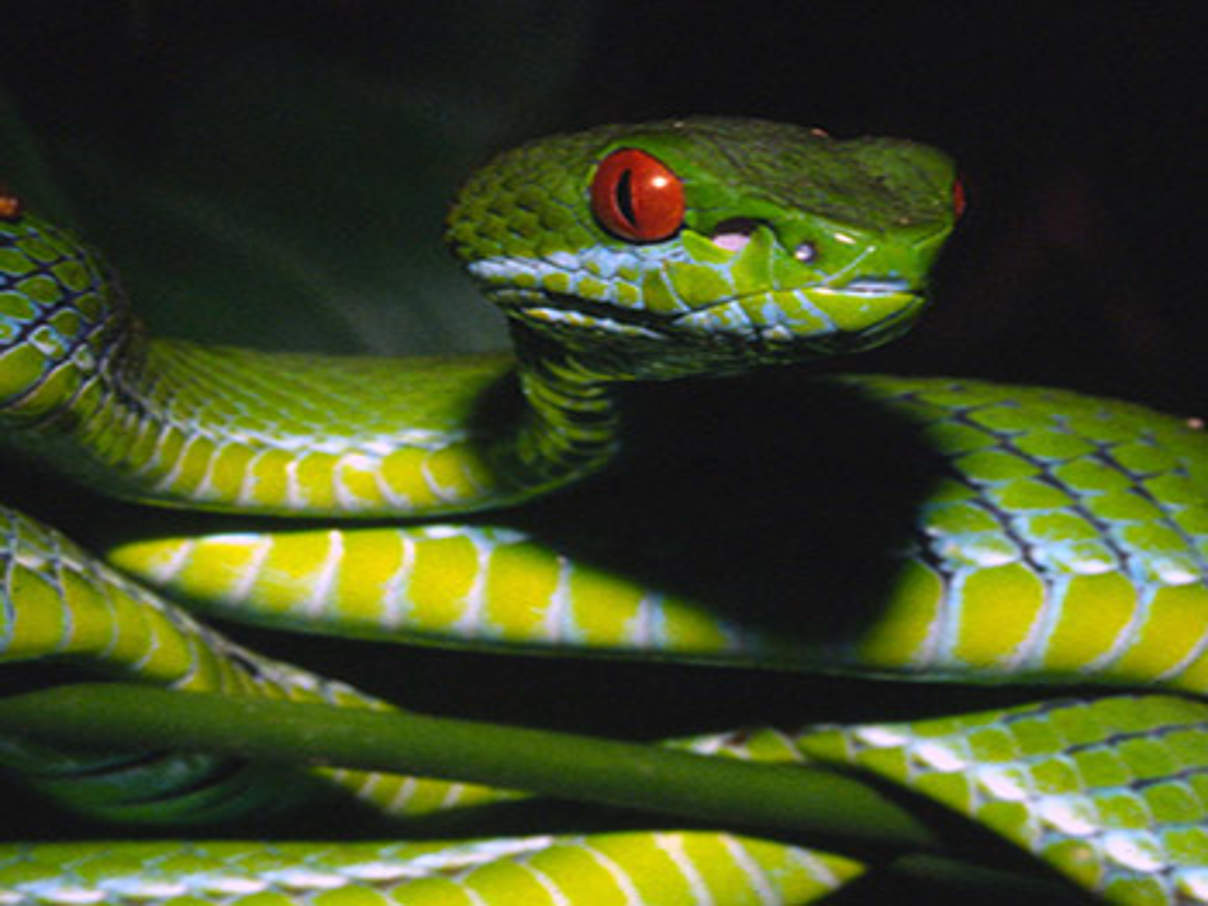 350 Trimeresurus rubeus Vietnam and Cambodia 3 c Peter Paul van Dijk Darwin Initiative © Peter Paul van Dijk / Darwin Initiative / WWF