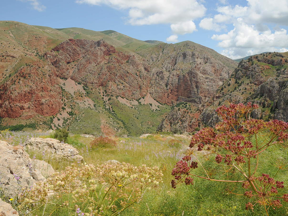 Gnishik-Schutzgebiete in Armenien © WWF / A. Heidelberg