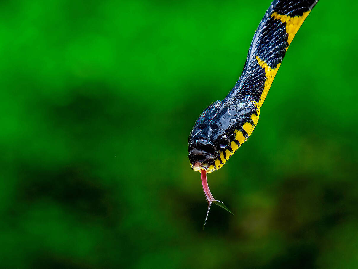 Züngeln mit gespaltener Zunge © Imago / Cavanimages