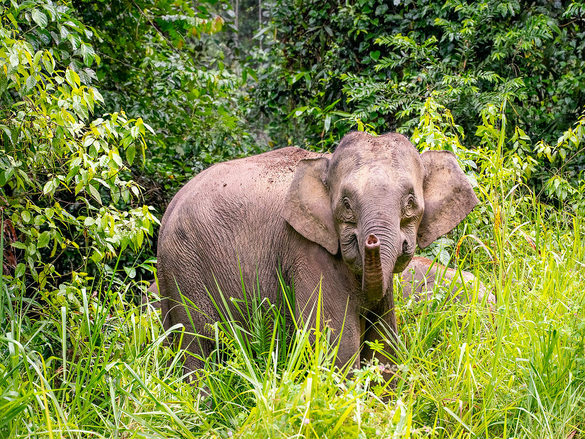 Asiatischer Elefant auf Borneo 