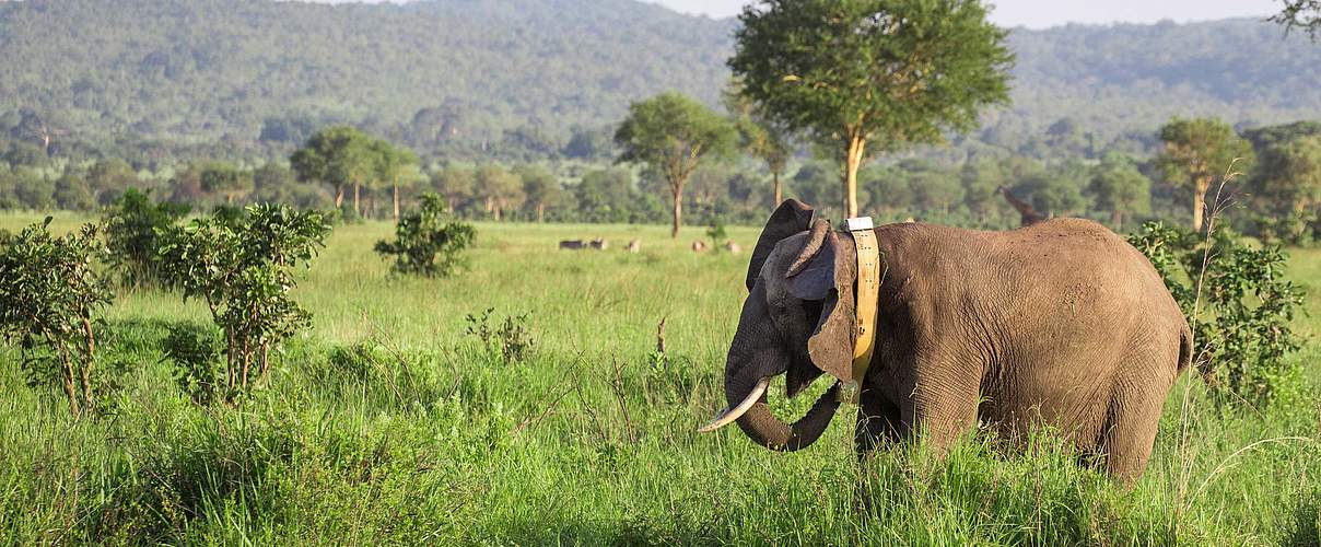 Besenderung eines Elefanten in Selous © Rob Beechey / WWF