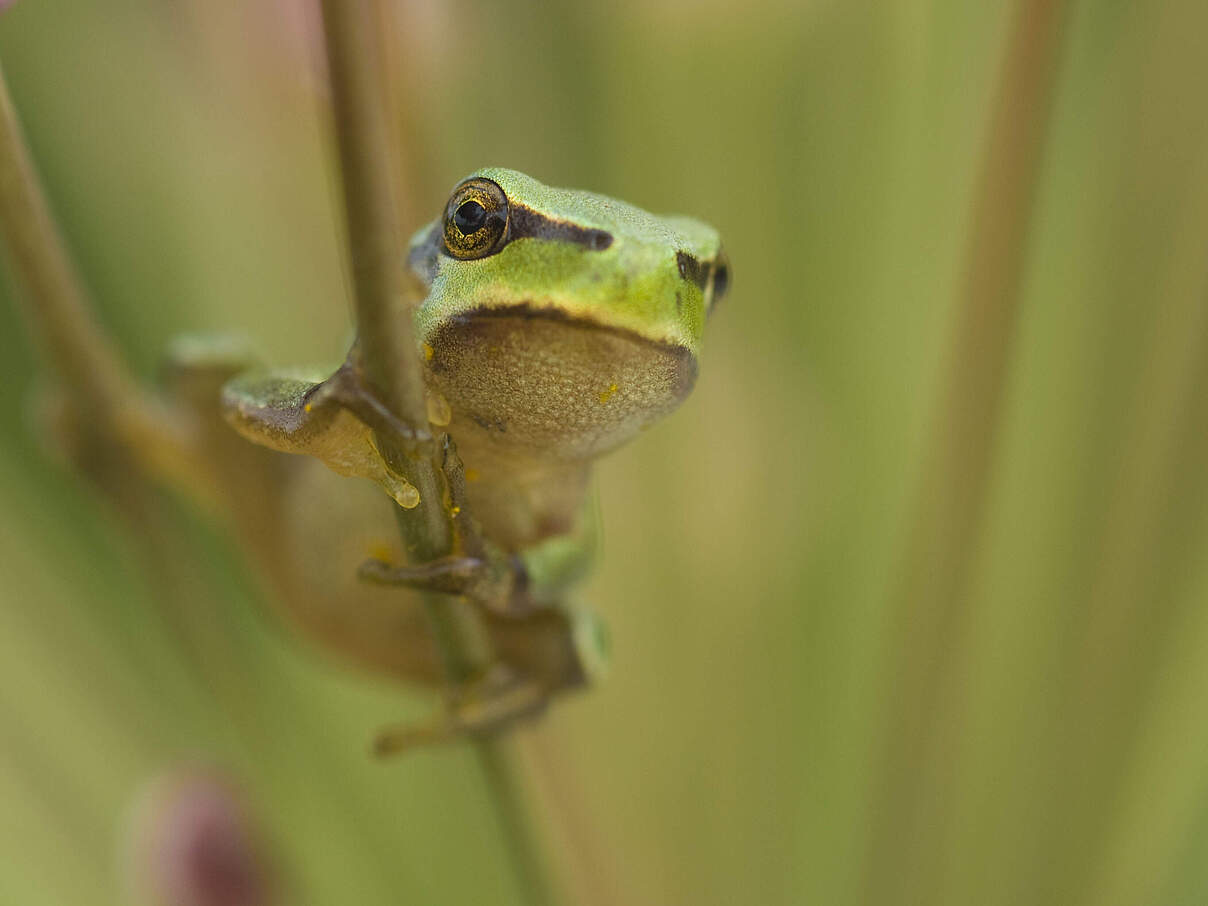 Laubfrosch klammert sich an einen dünnen Zweig
