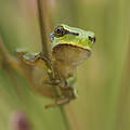 Laubfrosch klammert sich an einen dünnen Zweig