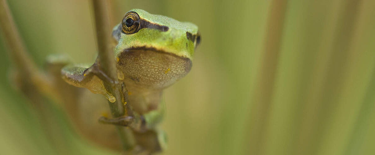 Laubfrosch klammert sich an einen dünnen Zweig
