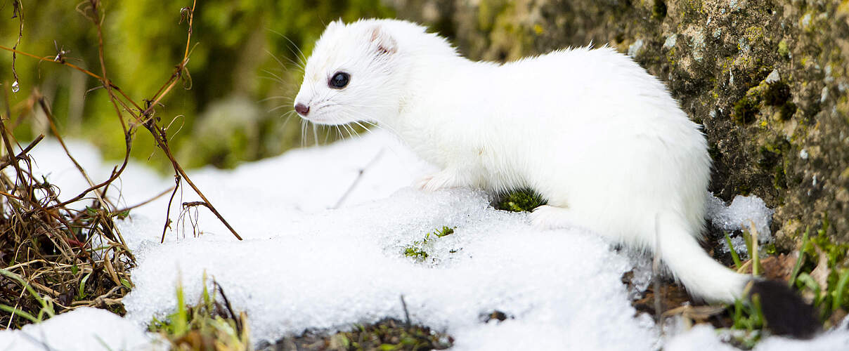 Hermelin im weißen Winterfell