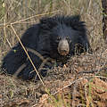 Lippenbär © Ola Jennersten / WWF-Sweden