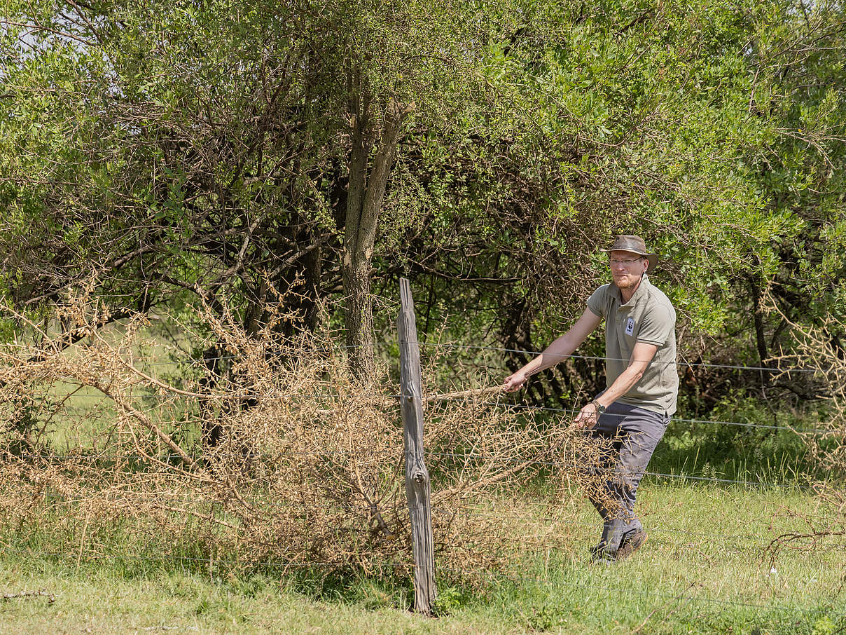 Ein WWF-Mitarbeiter beim Abbau eines Zaunes © Daniel Crous / WWF