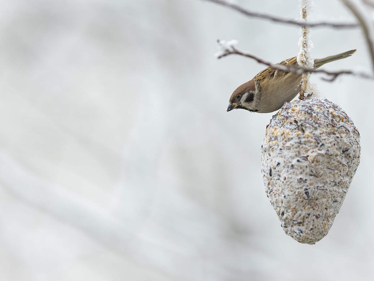 Vogel an Meisenknoedel 