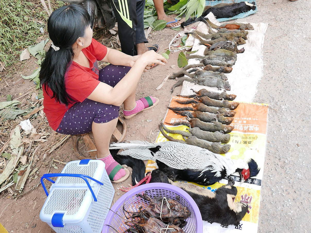 Wildtiermarkt in Laos © E. John / TRAFFIC Wildtiermarkt in Laos © E. John / TRAFFIC