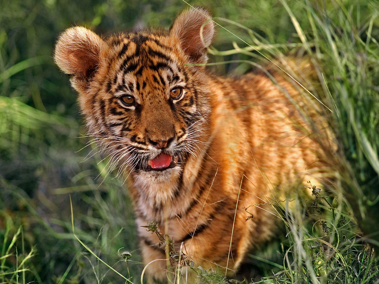 Zwei Monate alter indischer tiger © Martin Harvey / WWF