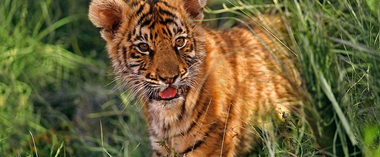 Zwei Monate alter indischer tiger © Martin Harvey / WWF