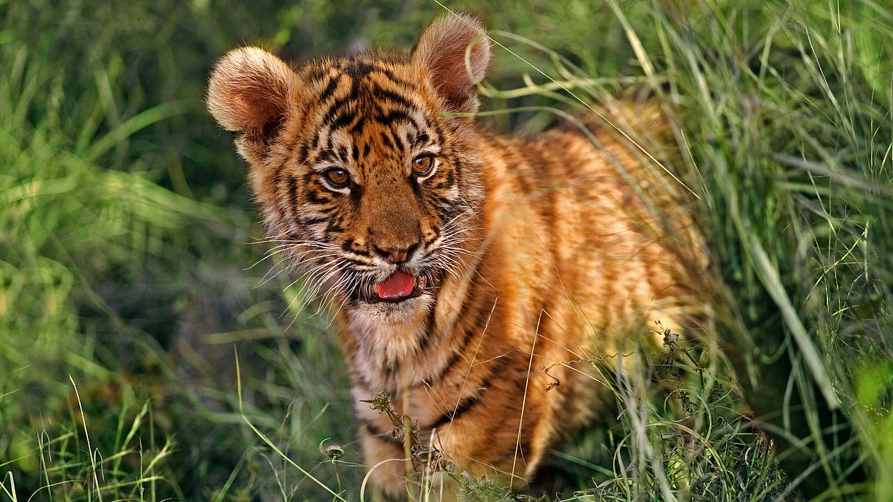 Zwei Monate alter indischer tiger © Martin Harvey / WWF