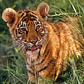 Zwei Monate alter indischer tiger © Martin Harvey / WWF