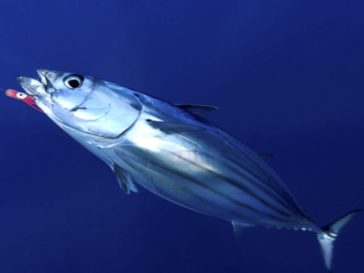 Thunfisch © Luis Quinta / WWF