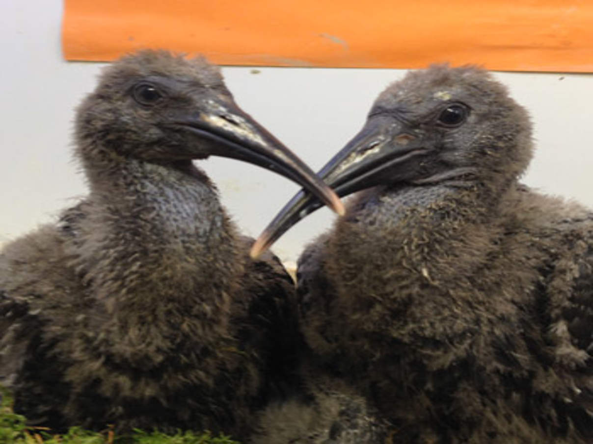350 Waldrapp Kueken 20180515 c Waldrappteam LIFE Northern Bald Ibis