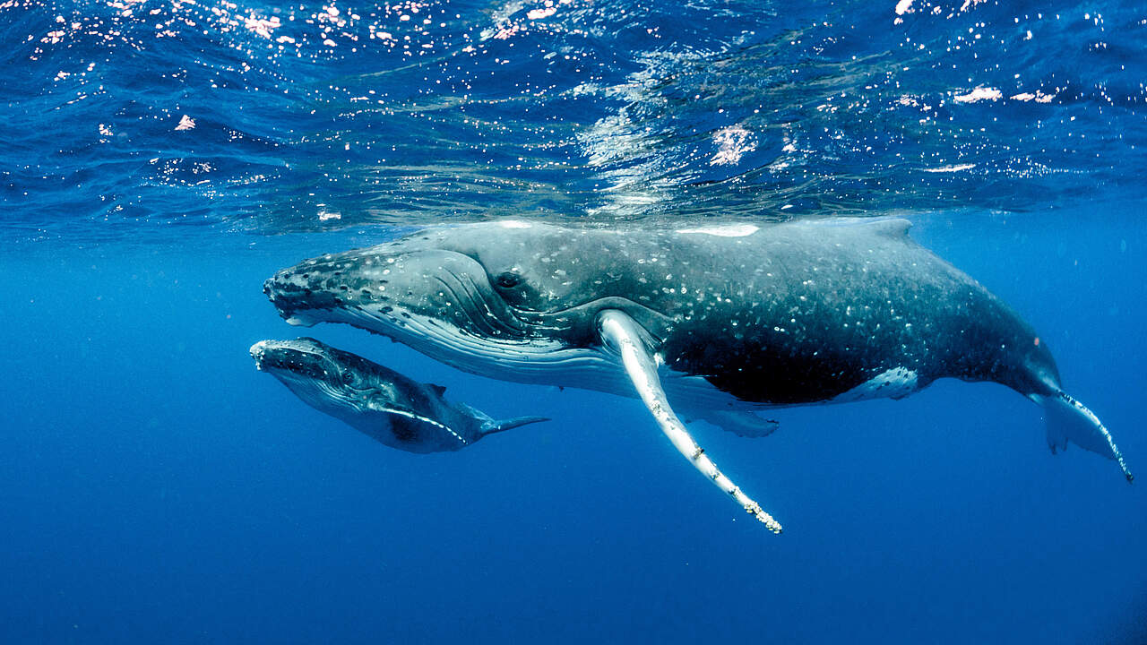 Blauwal © Getty Images