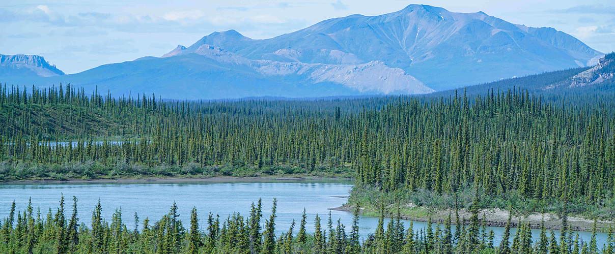 Borealer Wald aus Fichten im Arctic National Wildschutzgebiet in Alaska © imago images / ZUMA Wire