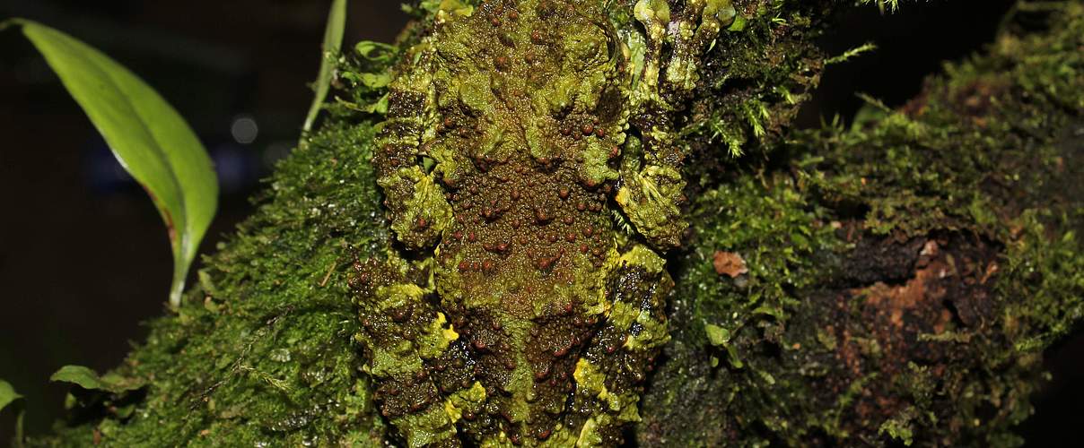 Der Khois Moosfrosch ist ein Meister der Tarnung und wurde in den tiefen, engen Tälern der bewaldeten Kalksteingebirge des nordöstlichen Vietnams entdeckt © Henrik Bringsoe