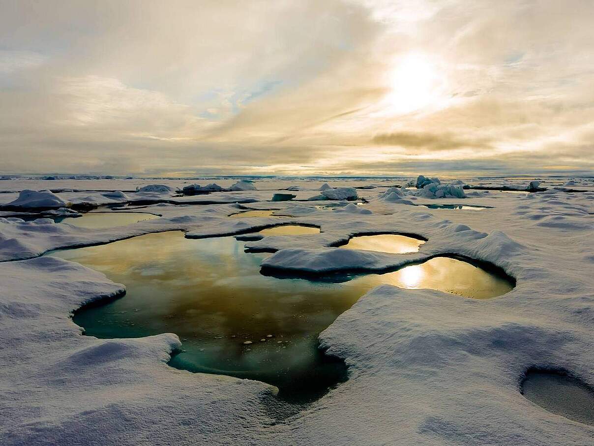 Eisalge Melosira arctica im arktischen Schmelzwasser als goldbrauner Teppich zu sehen