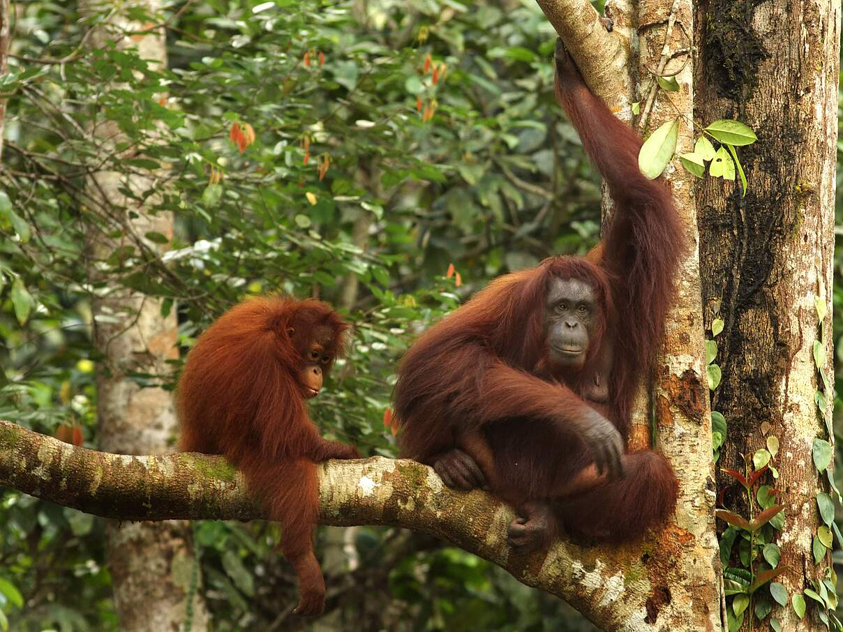 Orang-Utan Mutter mit Jungtier auf dem Ast eines Baumes im Dschungel