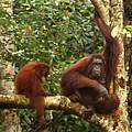 Orang-Utan Mutter mit Jungtier auf dem Ast eines Baumes im Dschungel
