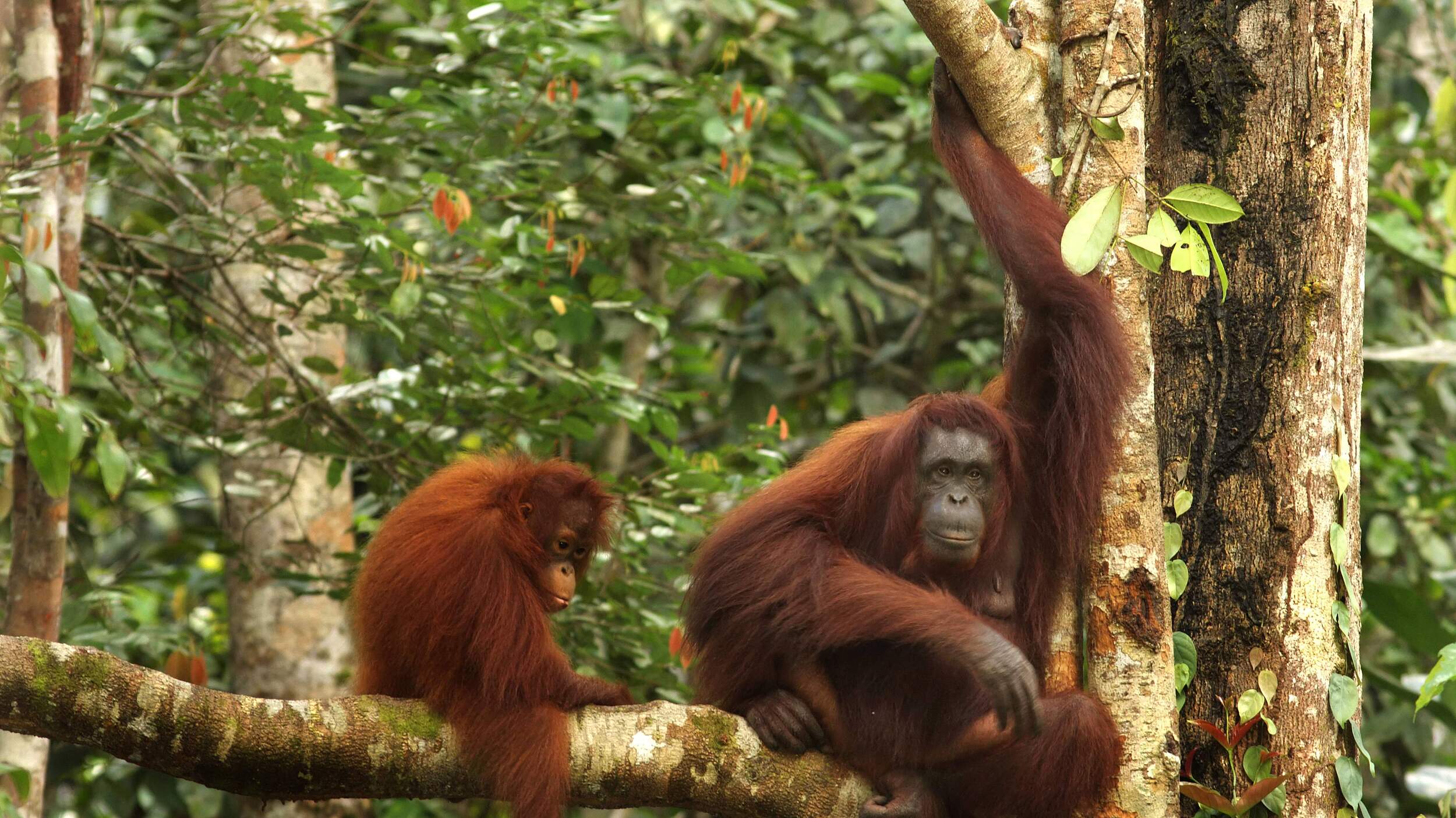 Orang-Utan Mutter mit Jungtier auf dem Ast eines Baumes im Dschungel