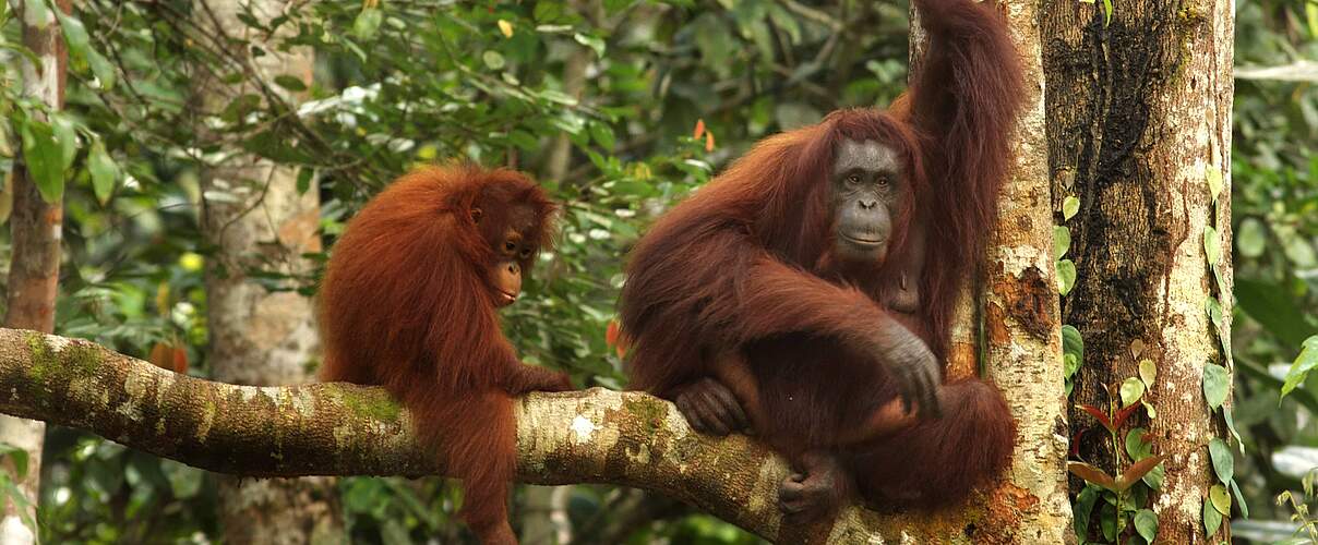 Orang-Utan Mutter mit Jungtier auf dem Ast eines Baumes im Dschungel