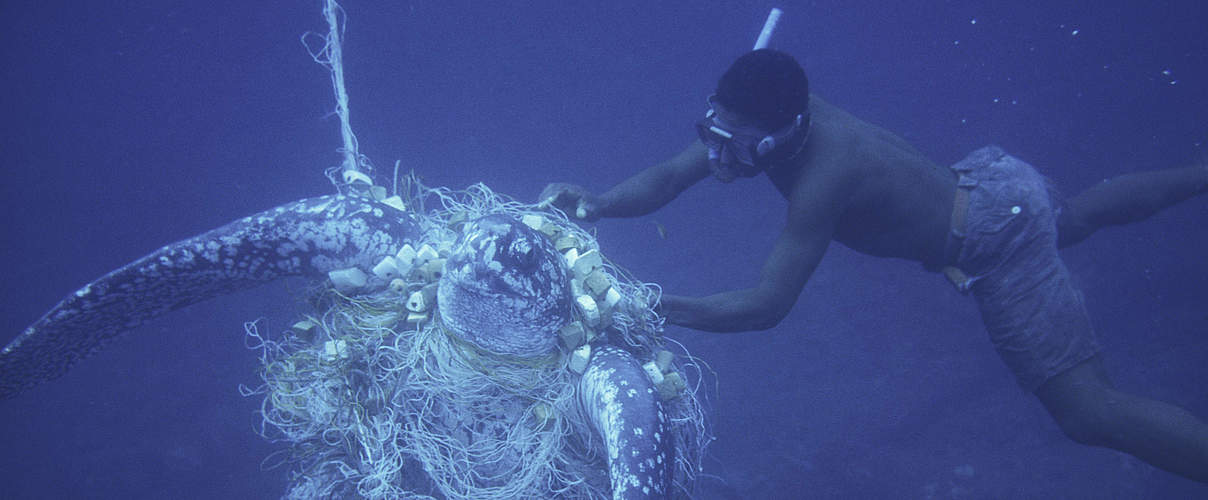 Taucher versucht erfolglos Lederschildkröte aus Netz zu befreien © Michel Gunther / WWF