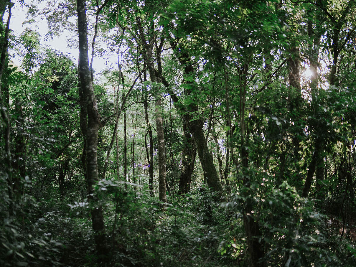 Der atlantische Regenwald © Pedro Ferreira