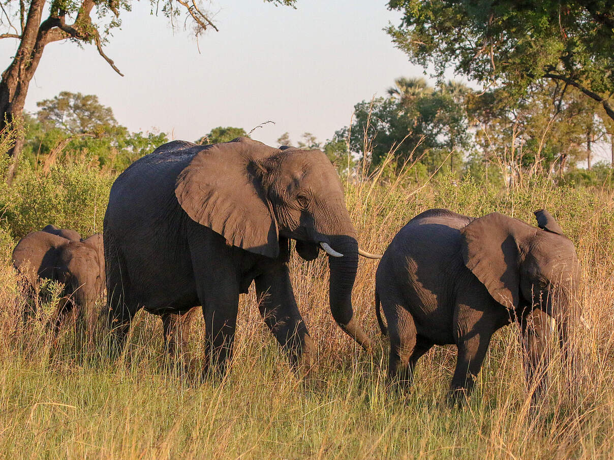 Eine kleine Elefantenherde auf dem Weg durch die Savanne mit Nachwuchs © WWF-US / Jeff Muller