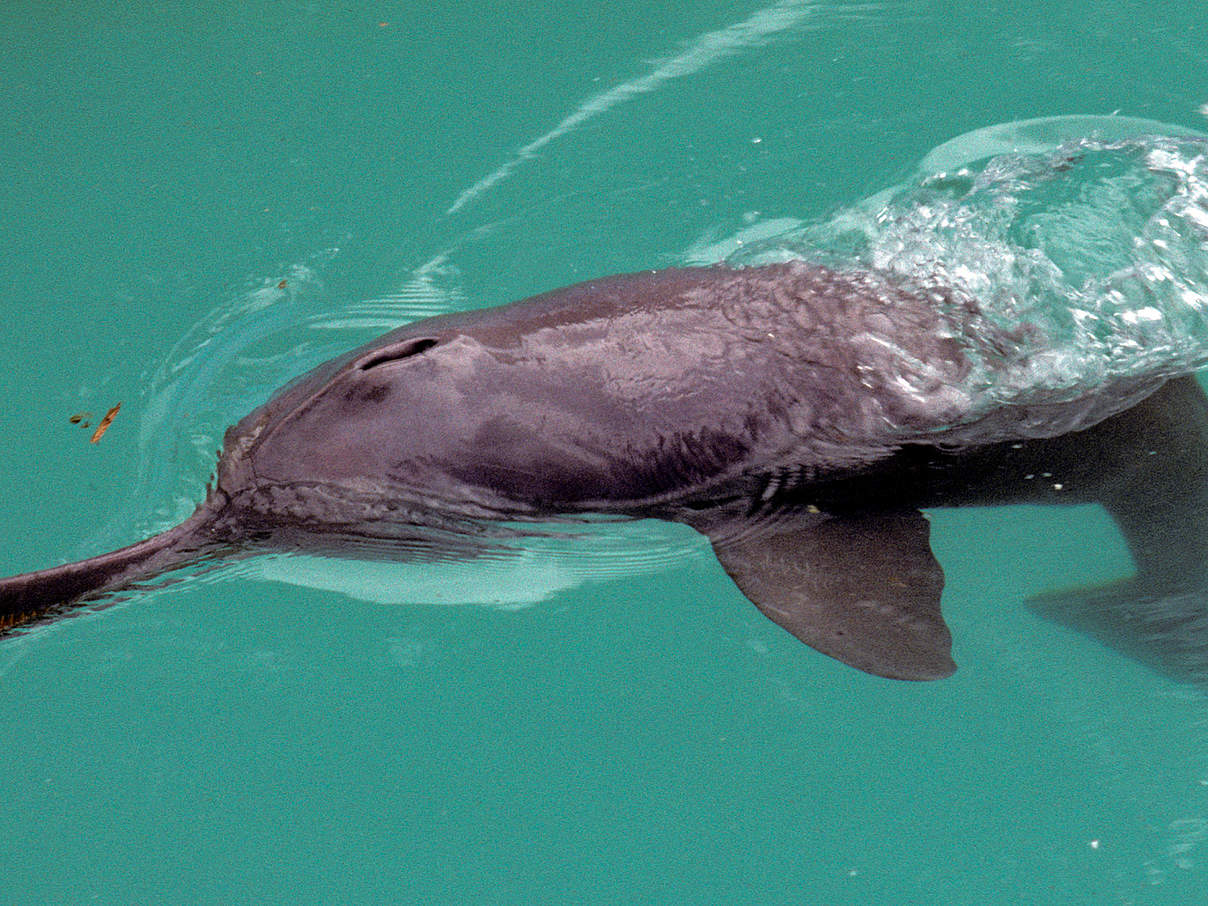 Ganges-Flussdelfin © François Xavier Pelletier / WWF