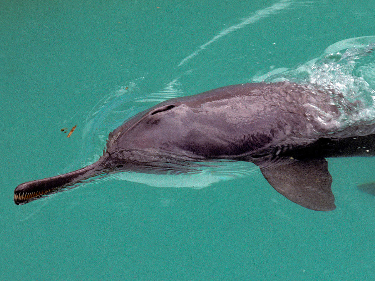 Ganges-Flussdelfin © François Xavier Pelletier / WWF