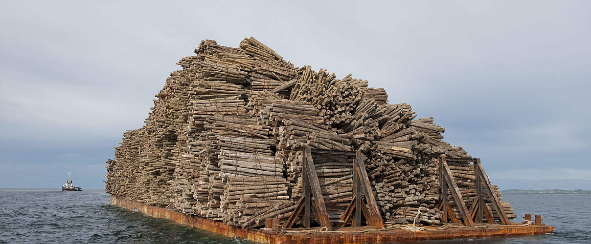 Geschlagenes Holz in Malaysia © Jürgen Freund / WWF