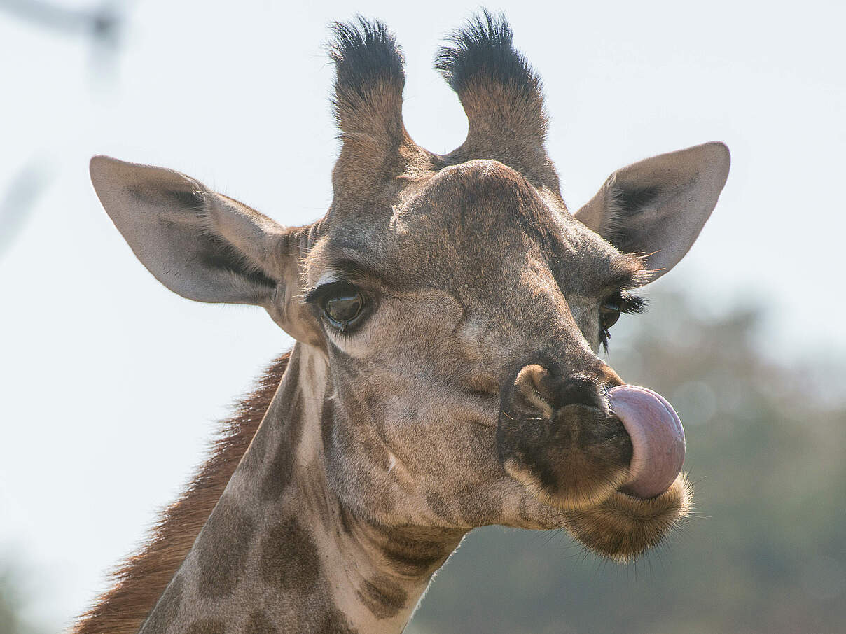 Portrait einer Giraffe 