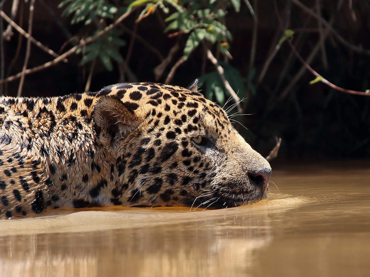 Ein Jaguar beobachtet im Wasser seine potentielle Beute © Aline Santana da Hora / WWF Brazil