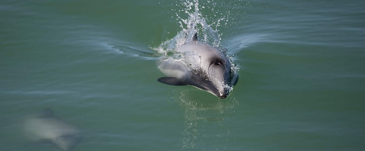 Maui-Delfin © naturepl.com / Richard Robinson / WWF