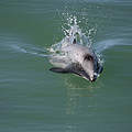 Maui-Delfin © naturepl.com / Richard Robinson / WWF