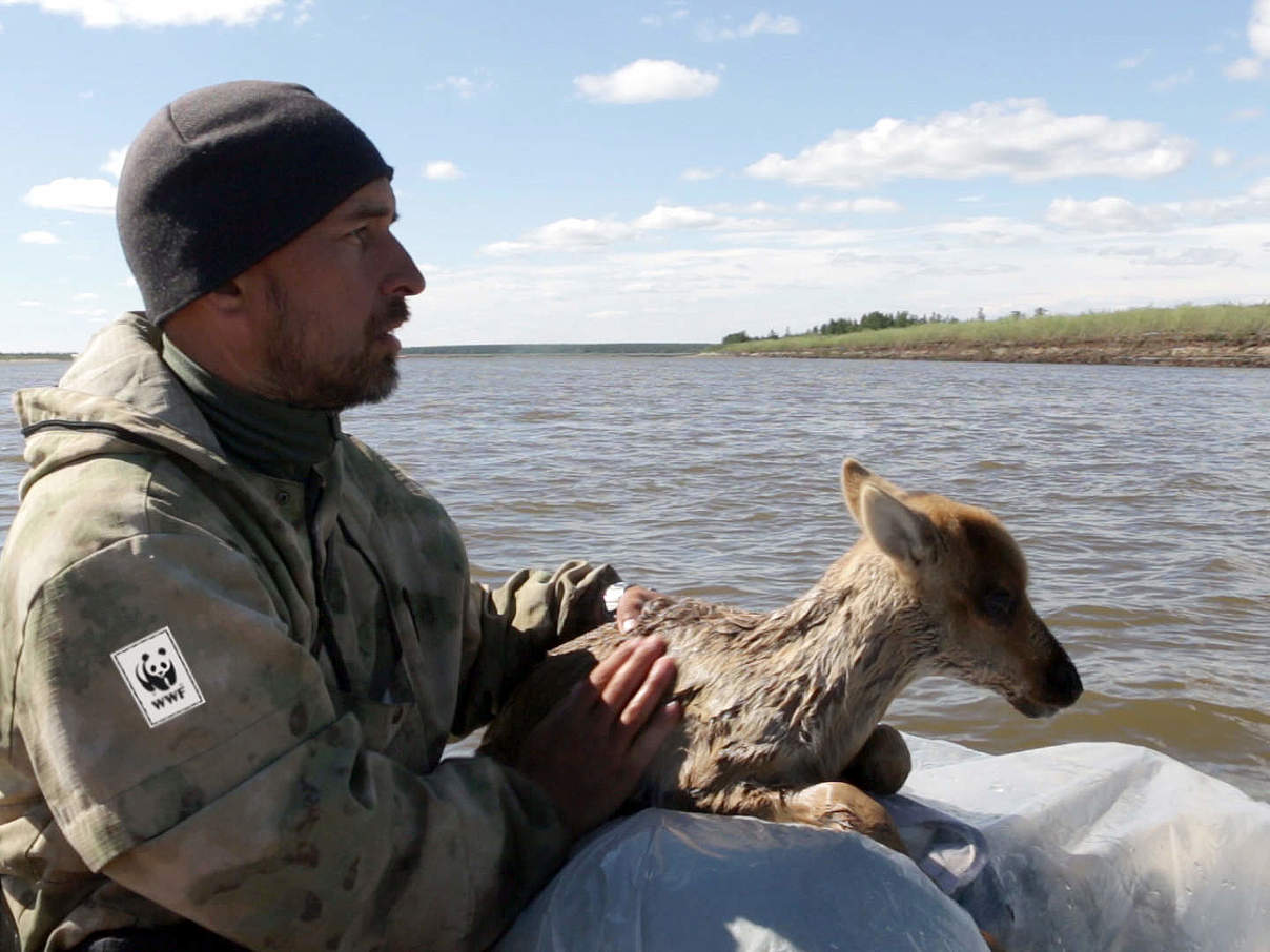 Ranger rettet Rentierjunges © Dmitri Boldyrev / WWF Russia
