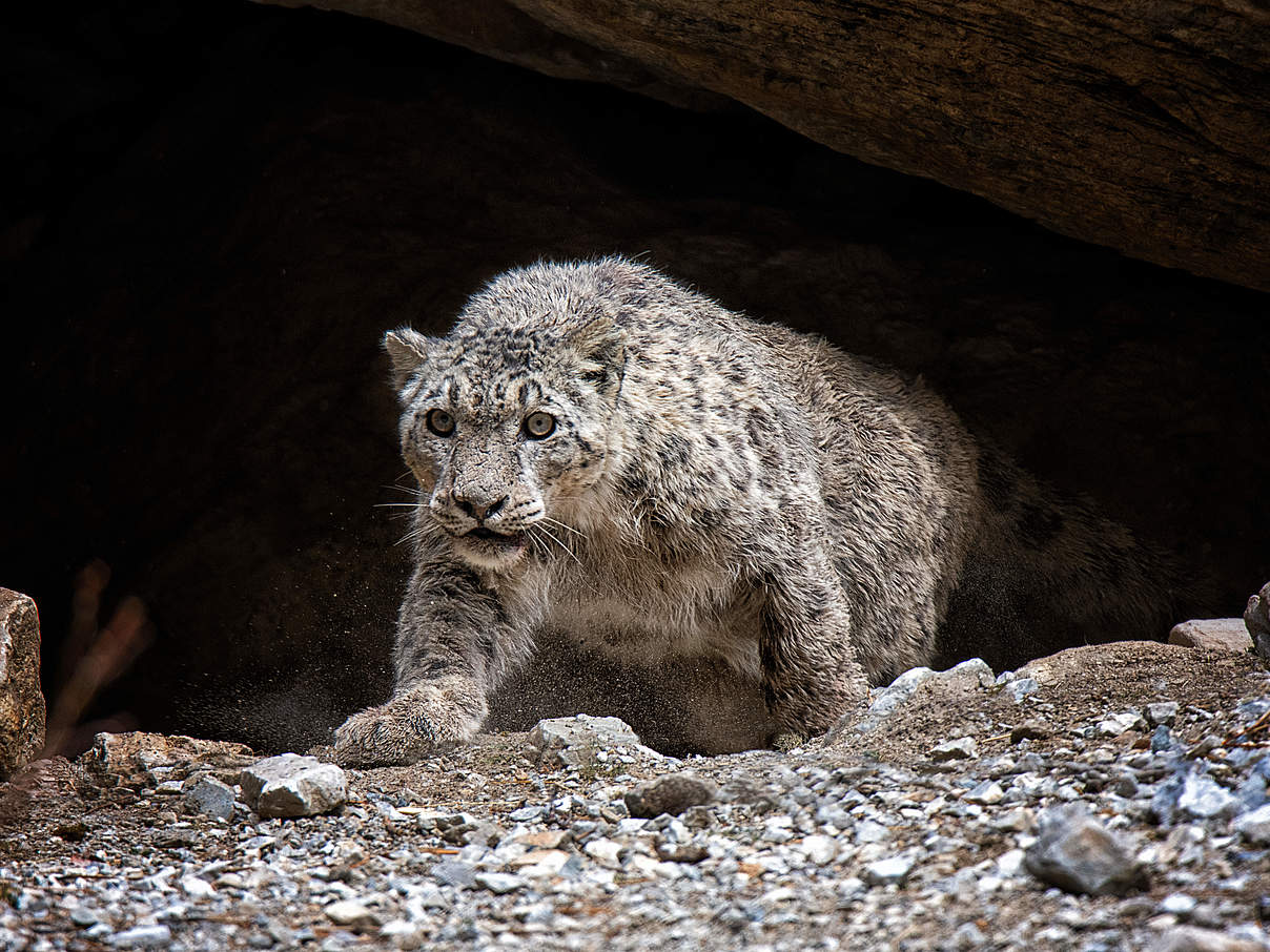 Schneeleopard in Nepal © DNPWC / WWF Nepal 