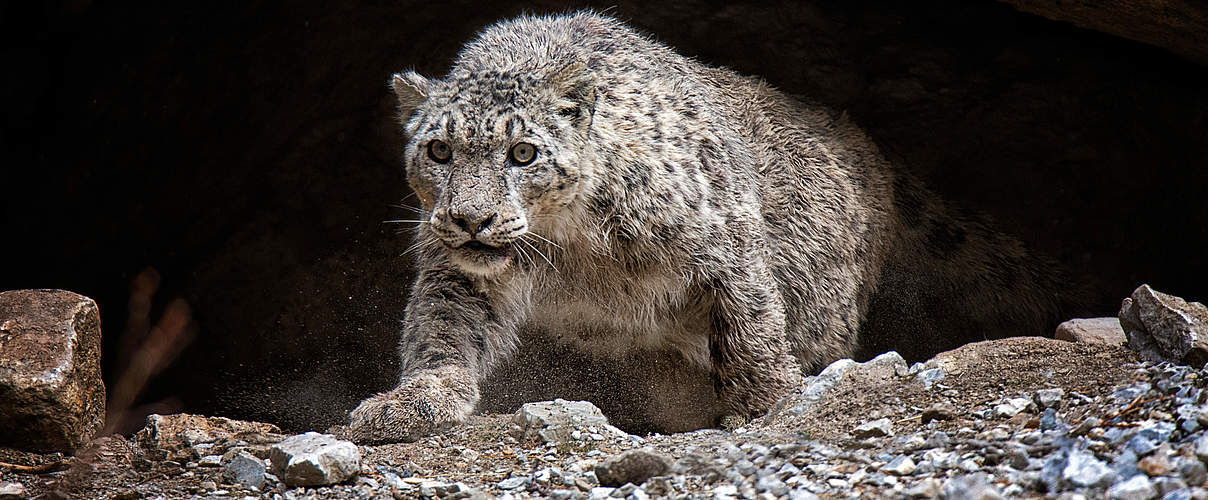 Schneeleopard in Nepal © DNPWC / WWF Nepal 