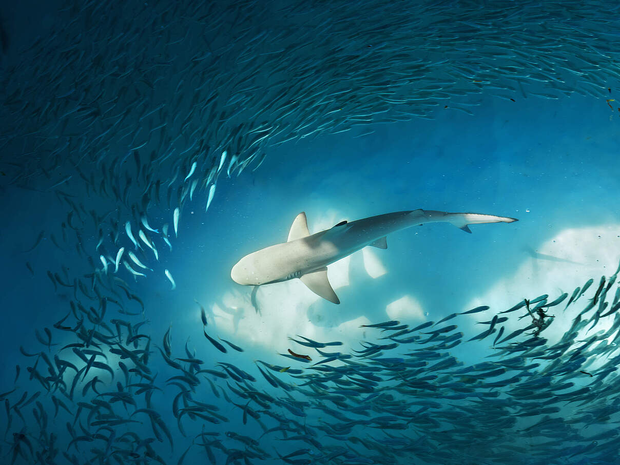 Schwarzspitzen-Riffhai und ein Schwarm kleiner Fische