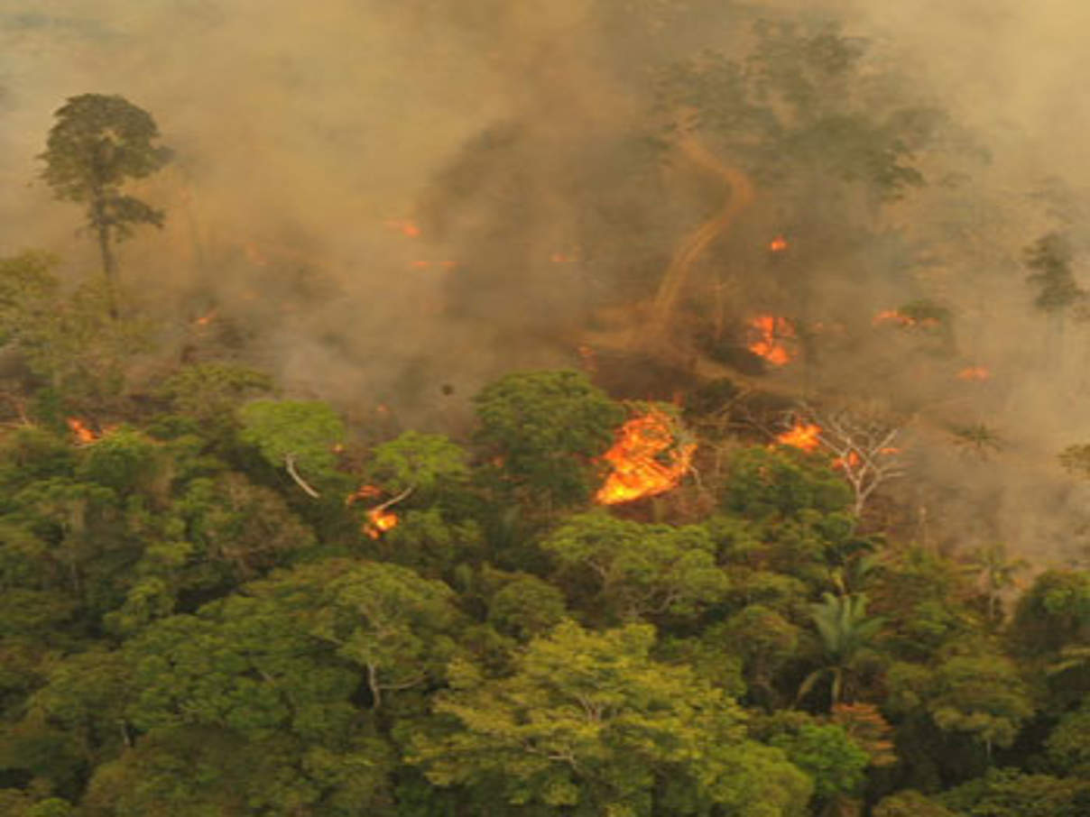 Feuer im Amazonas © Michael Dantas / WWF Brasilien