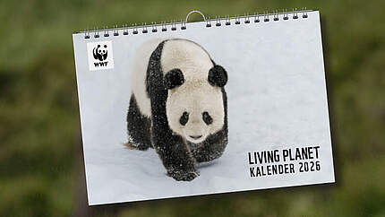 Zwei Elefanten mit verschränkten Rüsseln zusammen mit einem Bild des Living Planet Kalenders 2026