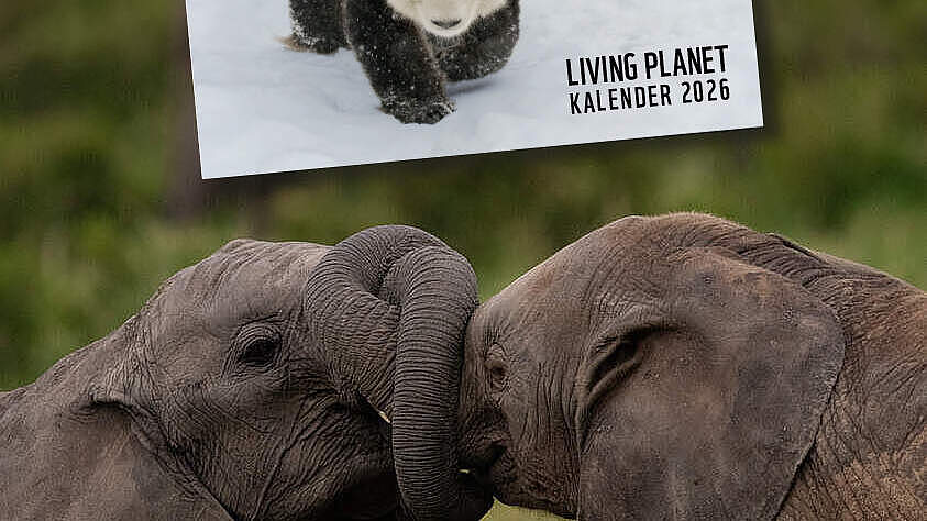 Zwei Elefanten mit verschränkten Rüsseln zusammen mit einem Bild des Living Planet Kalenders 2026