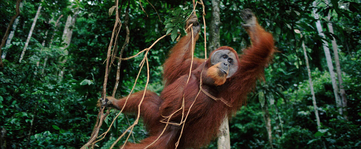 Männlicher Sumatra-Orang-Utan © Anup Shah / naturepl.com / WWF