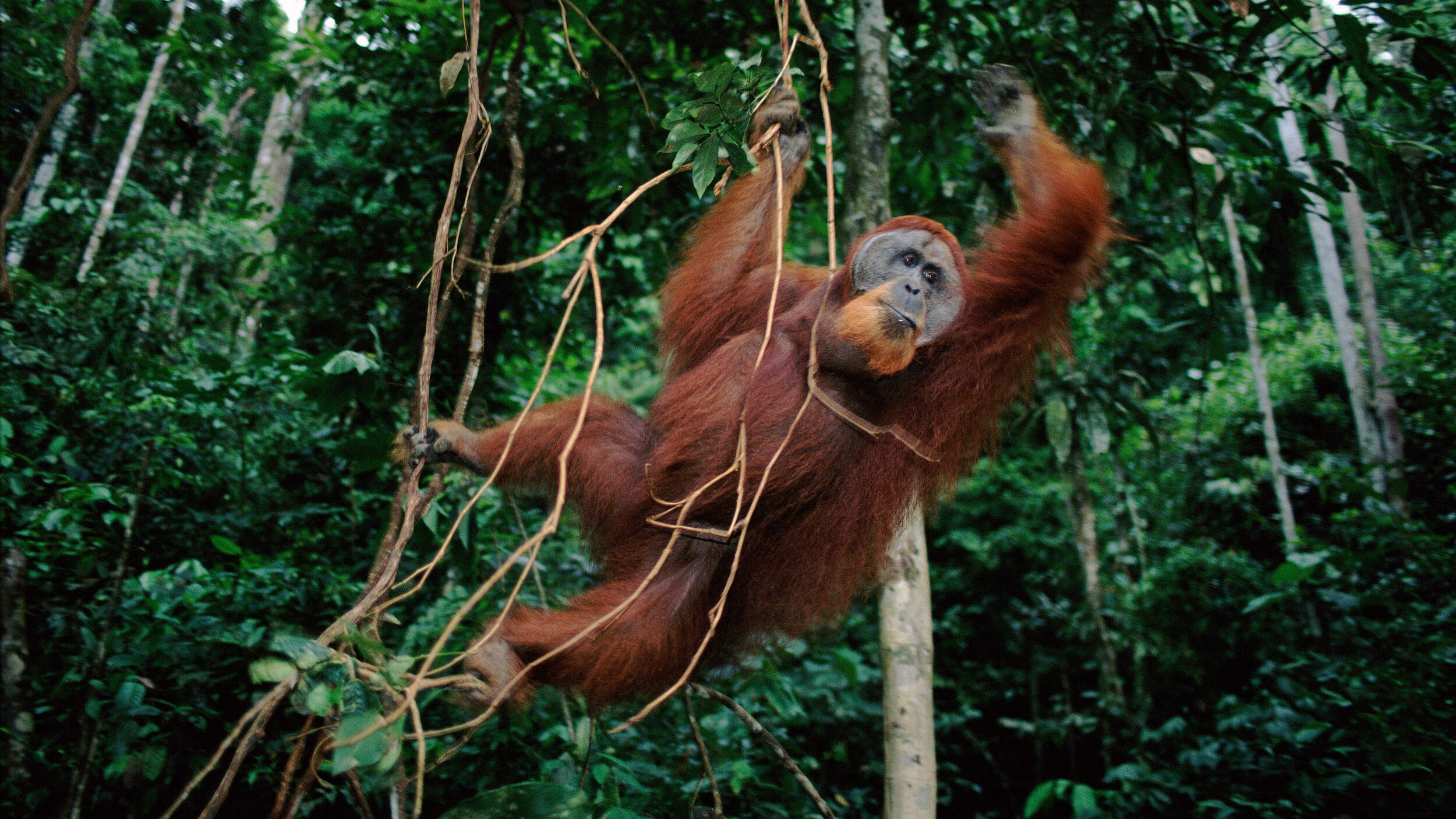 Männlicher Sumatra-Orang-Utan © Anup Shah / naturepl.com / WWF