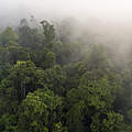 Blick auf den Regenwald in den Sumatra Thirty Hills © Neil Ever Osborne / WWF-US